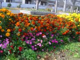 梅小路公園の花壇
