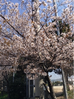 iPhoneImage.png