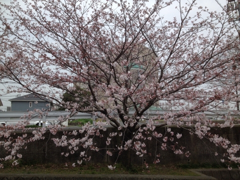 iPhoneImage.png