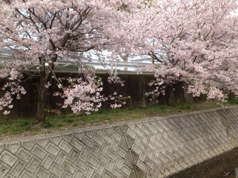 iPhoneImage.png