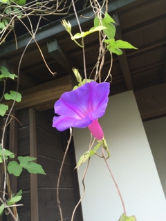 iPhoneImage.png