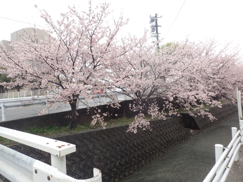 iPhoneImage.png