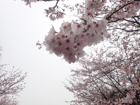 iPhoneImage.png