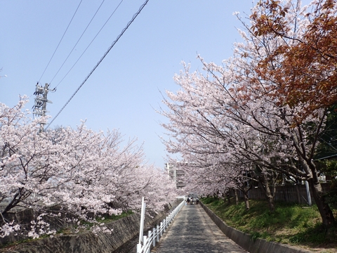 iPhoneImage.png