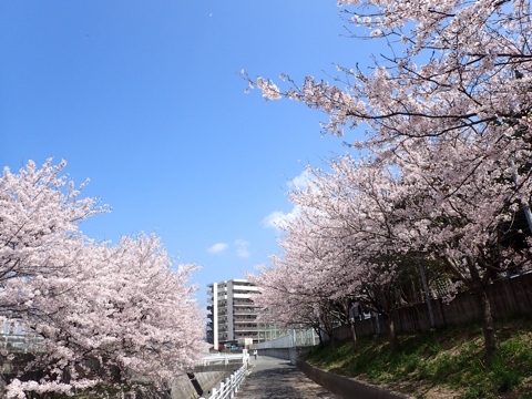 iPhoneImage.png