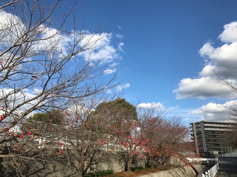 iPhoneImage.png
