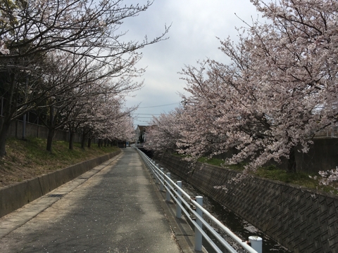 iPhoneImage.png