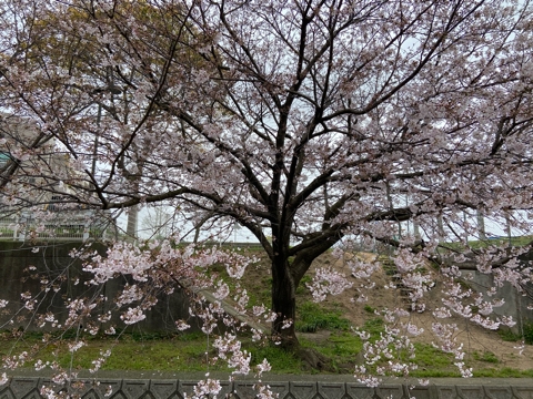 iPhoneImage.png
