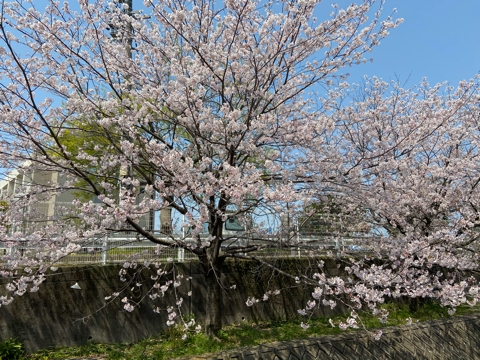 iPhoneImage.png