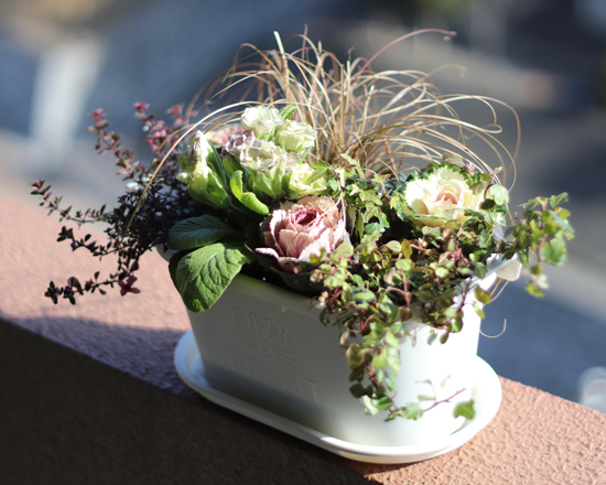 2022年寄せ植えスタート | 多奈ゑりきもの