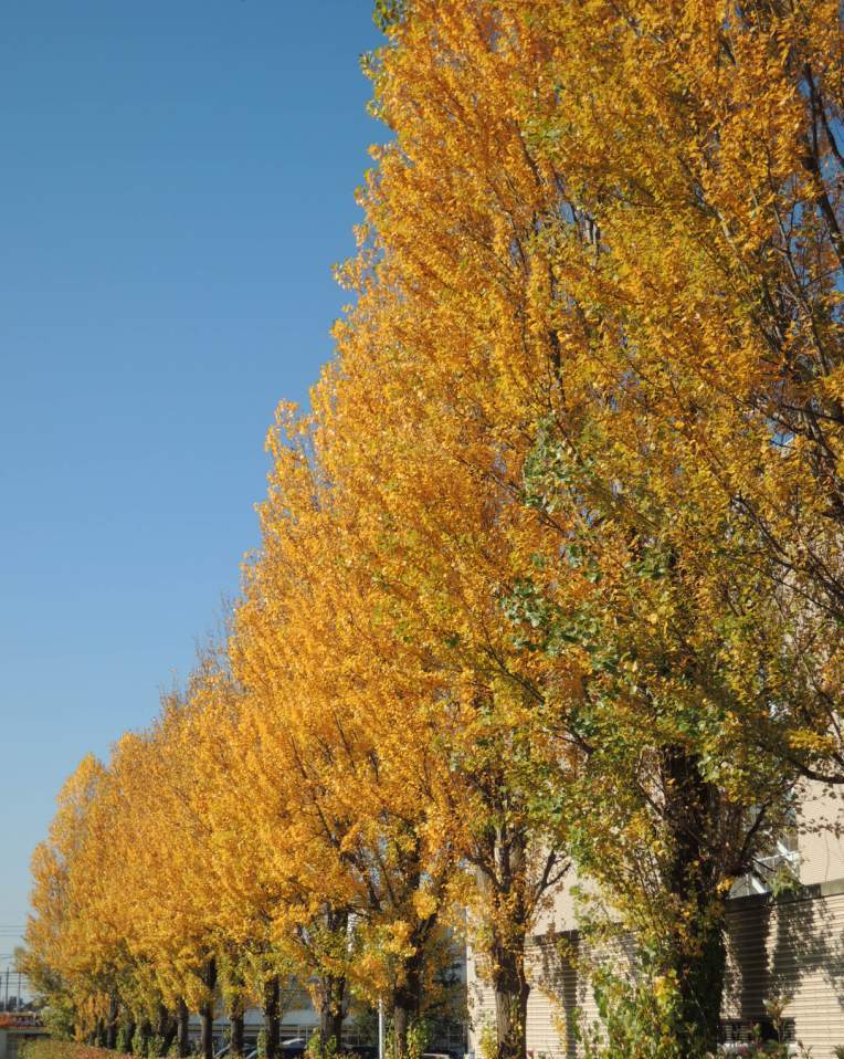 autumn leaves.jpg