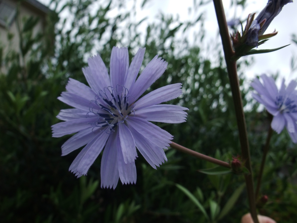 チコリの花の色は 少女の涙の色 月音便り