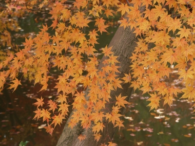 紅葉