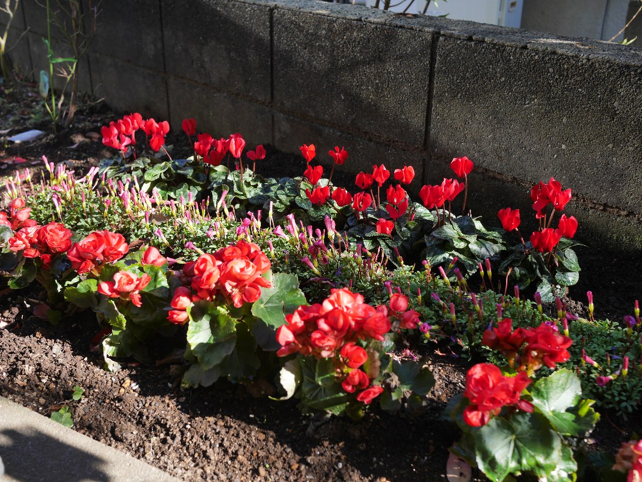 花壇に冬の花を植える Noguchan S Blog Photo S Life