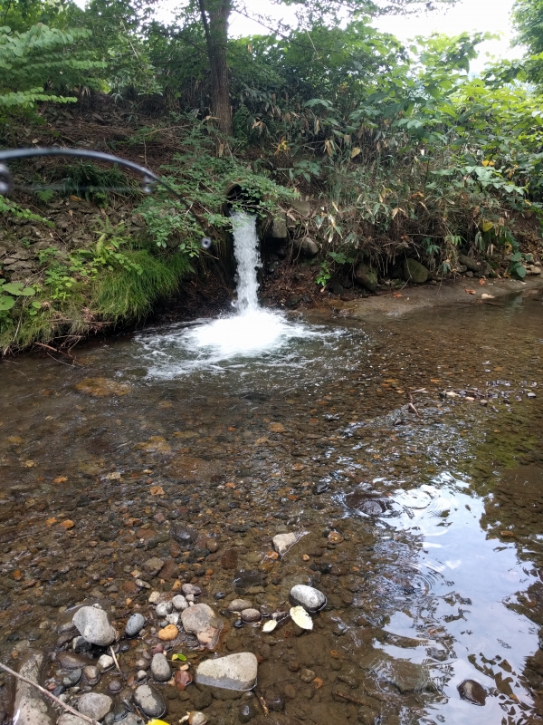 IMG_20170709_135445.jpg