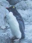 イワトビペンギン