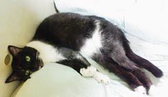 猫