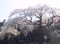 しだれ桜