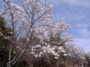 サクラの花も8分咲きぐらいで