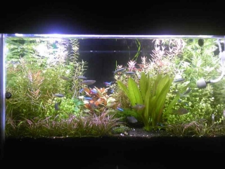 水草水槽(熱帯魚入)