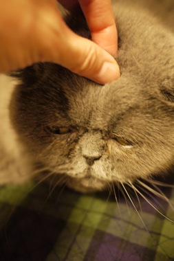 P1170308 のコピー.JPG