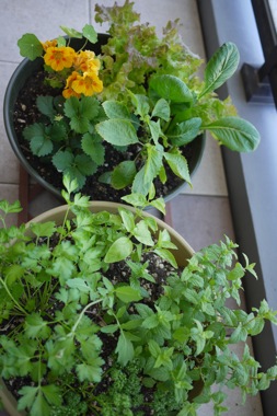 P1180075 のコピー.JPG