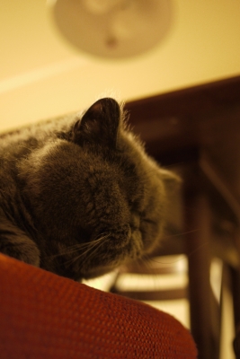 P1220906 のコピー.jpg