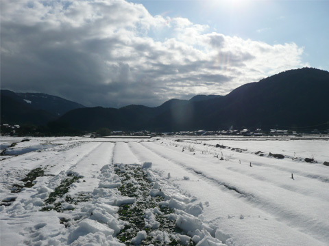 雪掘り返して。