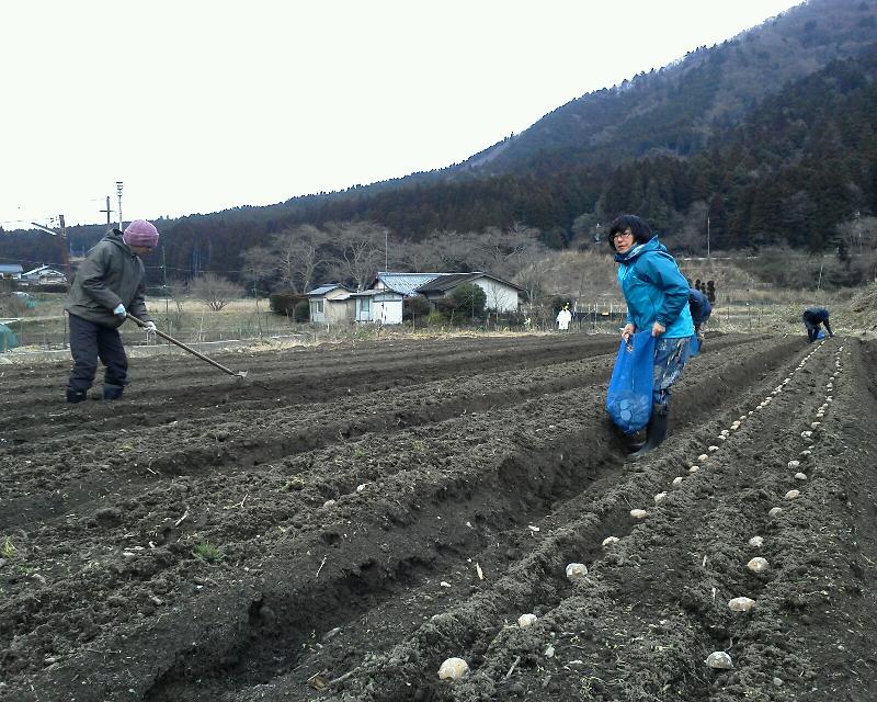 いも植えた。
