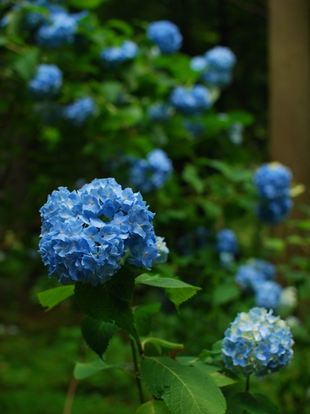 DSC_7580.JPG