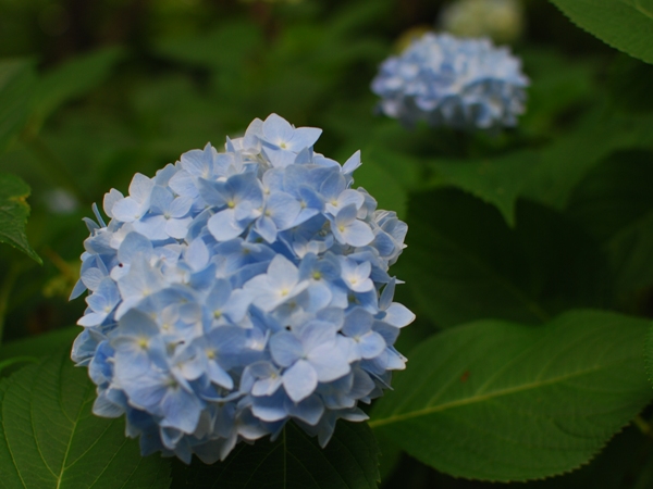 DSC_7575.JPG