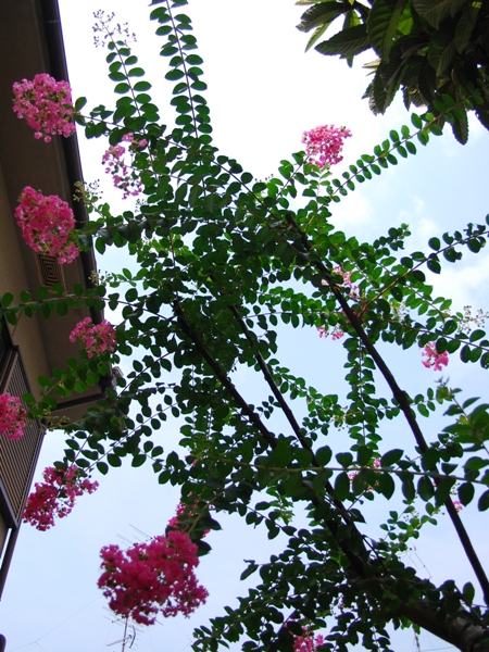 DSC_8333.JPG