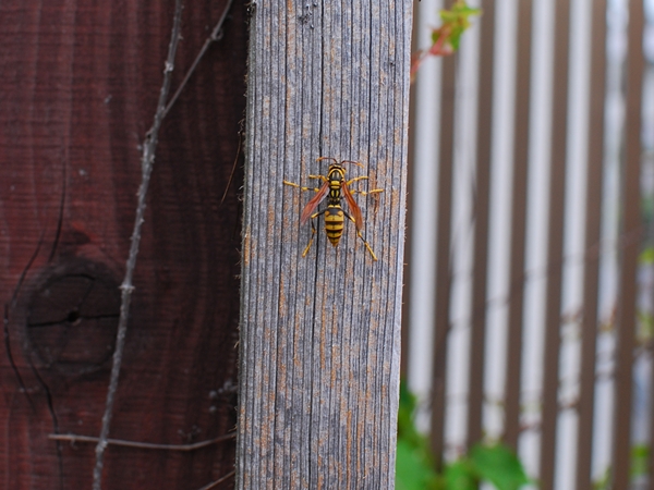 DSC_4872.JPG