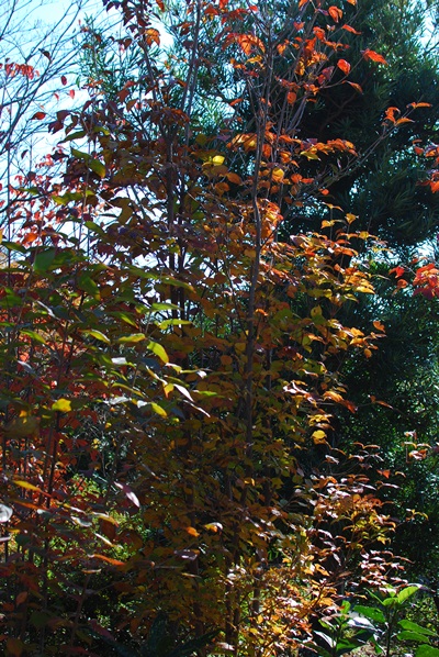 DSC_6803.jpg