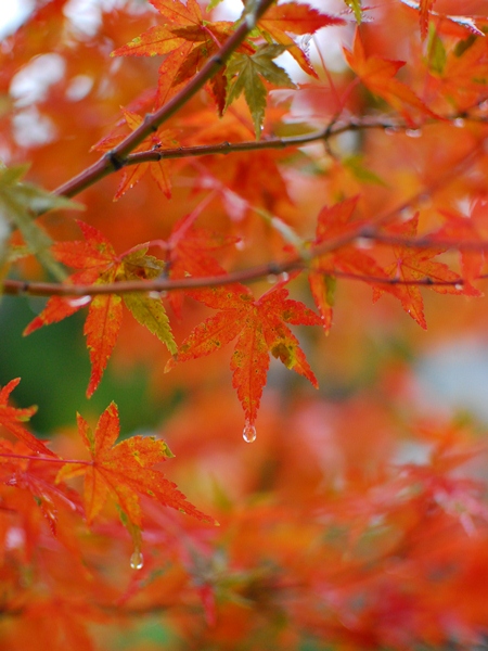DSC_2296.jpg
