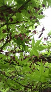 もみじ花2015