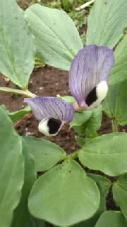 空豆の花