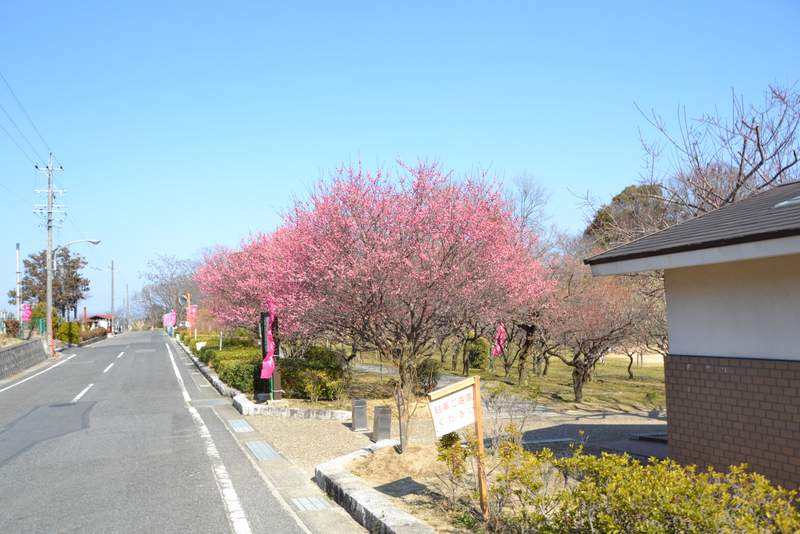 平芝梅林公園 今日もまたブログ