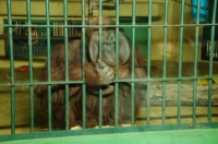 札幌円山動物園スムージアズーナイト