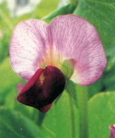 エンドウの花