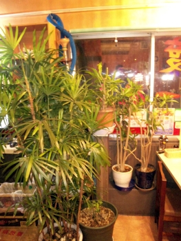 plants