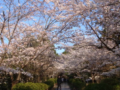 円山公園の桜