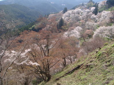 吉野の千本桜