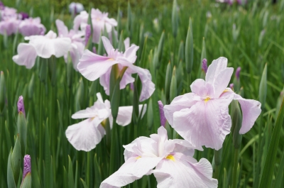 「菖蒲」 頼藤直秀