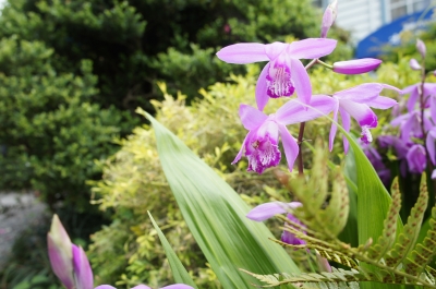 「花」頼藤直秀