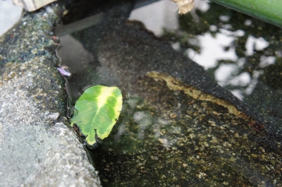 「倉敷にて」頼藤直秀
