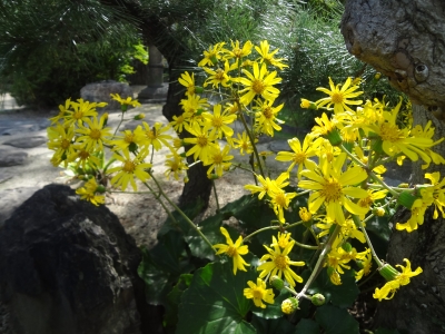 つわぶきの花 頼藤直秀