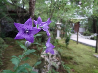 桔梗の花 頼藤直秀