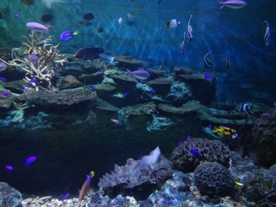 熱帯魚 頼藤直秀