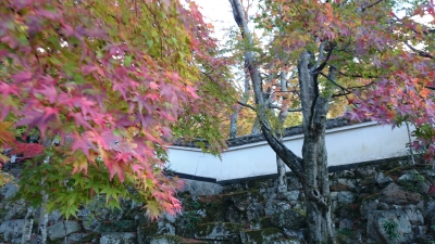 紅葉 頼藤直秀